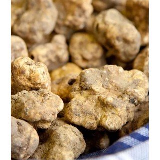 Fresh Precious White Truffle - Tuber Magnatum Pico | Molise.Store