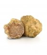 Fresh Precious White Truffle - Tuber Magnatum Pico |