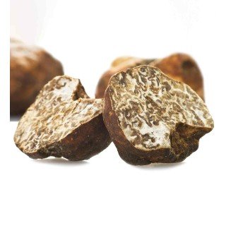 Tartufo Bianchetto - Tuber Borchii | Molise.Store