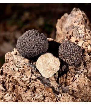 Truffe noire d'été | Molise.Store