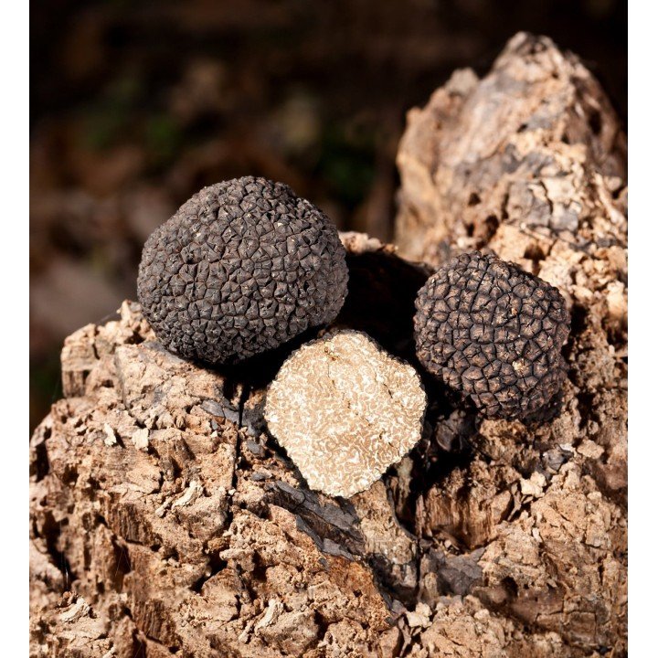 Tartufo Nero Estivo | Molise.Store