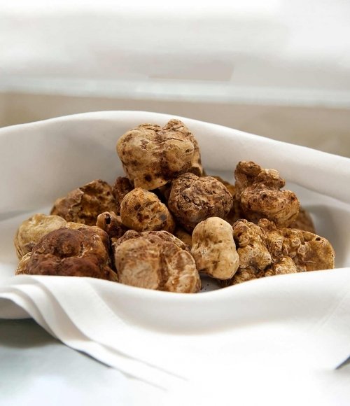 Tartufo Bianco Pregiato Fresco - Tuber Magnatum Pico |